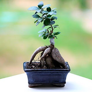 Marvellous Ficus Microcarpa ginseng bonsai  Krklareli iek gnderme sitemiz gvenlidir 