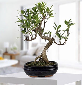 Gorgeous Ficus S shaped japon bonsai  Krklareli iek siparii vermek 