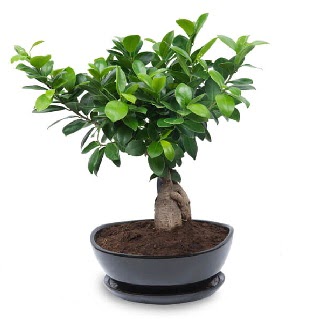 Ginseng bonsai aac zel ithal rn  Krklareli online ieki , iek siparii 