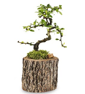 Doal ktkte S bonsai aac  Krklareli iek online iek siparii 