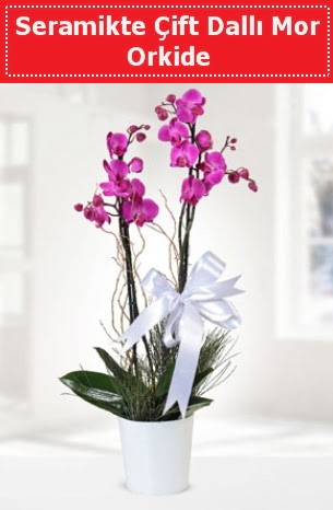 Seramikte Çift Dallı Mor Orkide  Kırklareli ucuz çiçek gönder 