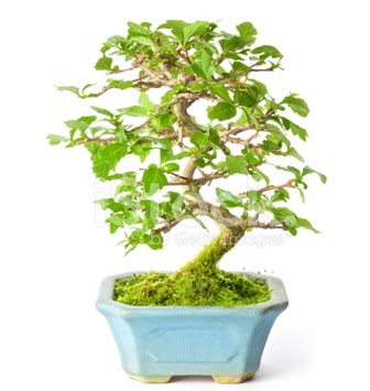 S zerkova bonsai ksa sreliine  Krklareli cicekciler , cicek siparisi 