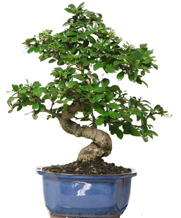 21 ile 25 cm arası özel S bonsai japon ağacı  Kırklareli hediye sevgilime hediye çiçek 
