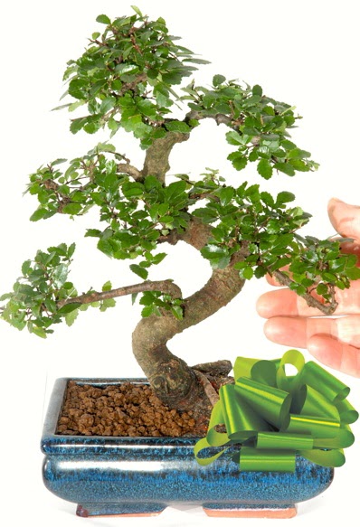 Yaklak 25 cm boyutlarnda S bonsai  Krklareli yurtii ve yurtd iek siparii 