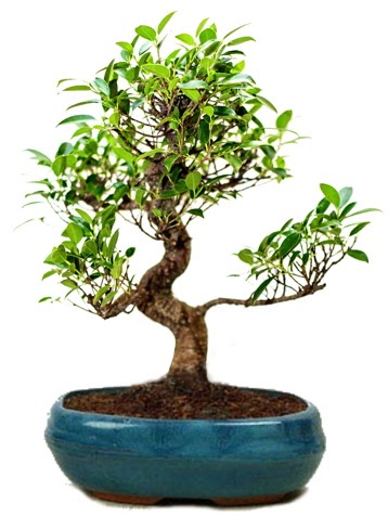 25 cm ile 30 cm aralığında Ficus S bonsai  Kırklareli uluslararası çiçek gönderme 