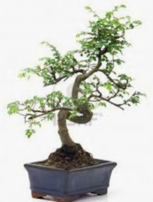 S gvde bonsai minyatr aa japon aac  Krklareli iek online iek siparii 