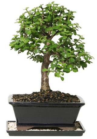 15 cm civar Zerkova bonsai bitkisi  Krklareli yurtii ve yurtd iek siparii 