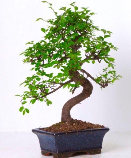 S gvdeli bonsai minyatr aa japon aac  Krklareli uluslararas iek gnderme 