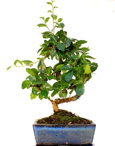 S gvdeli carmina bonsai aac  Krklareli 14 ubat sevgililer gn iek  Minyatr aa