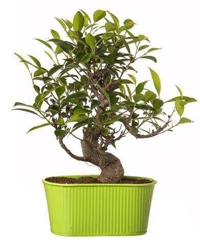 Ficus S gövdeli muhteşem bonsai  Kırklareli yurtiçi ve yurtdışı çiçek siparişi 