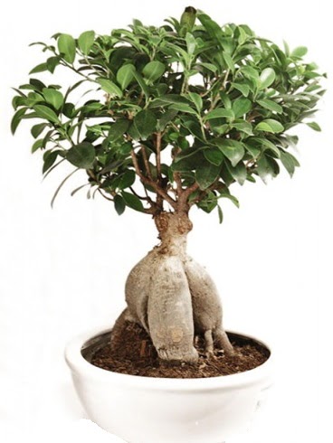 Ginseng bonsai japon aac ficus ginseng  Krklareli cicekciler , cicek siparisi 