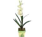 Özel Yapay Orkide Beyaz   Kırklareli online çiçek gönderme sipariş 