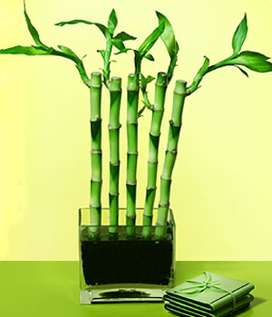  Kırklareli ucuz çiçek gönder  Good Harmony Lucky Bamboo camda