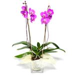  Kırklareli çiçek online çiçek siparişi  Cam yada mika vazo içerisinde  1 kök orkide