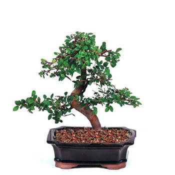 ithal bonsai saksi çiçegi  Kırklareli çiçek gönderme sitemiz güvenlidir 