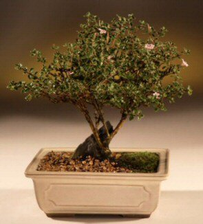 ithal bonsai saksi çiçegi  Kırklareli internetten çiçek satışı 