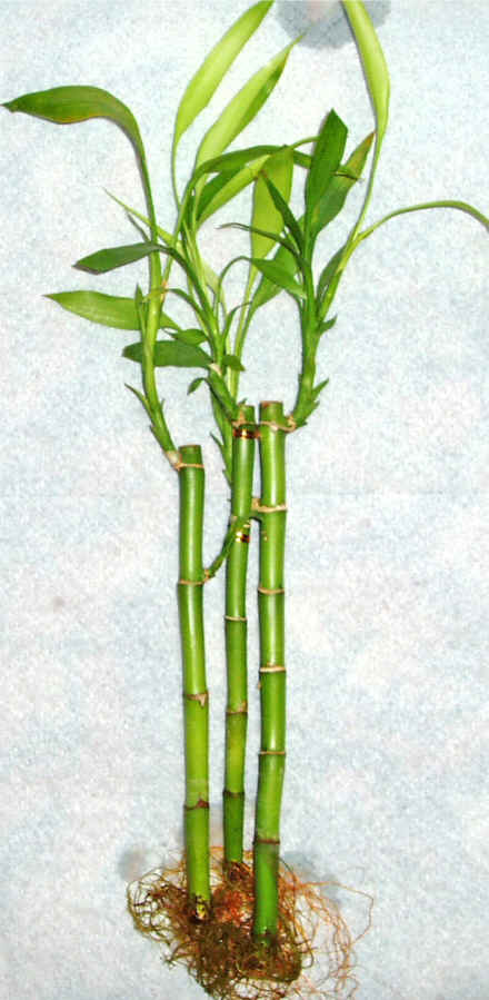Lucky Bamboo 3 adet vazo hediye edilir   Krklareli iek gnderme 