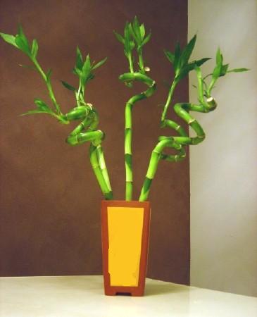Lucky Bamboo 5 adet vazo ierisinde  Krklareli online ieki , iek siparii 