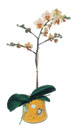 Kırklareli çiçek yolla  Phalaenopsis Orkide ithal kalite