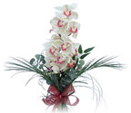  Kırklareli yurtiçi ve yurtdışı çiçek siparişi  Dal orkide ithal iyi kalite