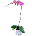  Kırklareli çiçekçi telefonları  Orkide ithal kaliteli orkide 
