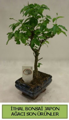 İthal bonsai japon ağacı bitkisi  Kırklareli hediye çiçek yolla 