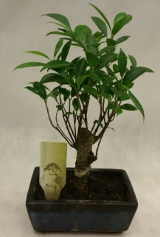 Japon ağacı bonsai bitkisi satışı  Kırklareli hediye sevgilime hediye çiçek 