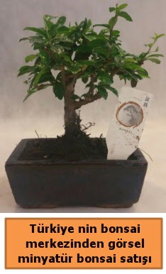 Japon ağacı bonsai satışı ithal görsel  Kırklareli 14 şubat sevgililer günü çiçek 