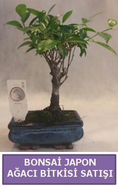 İthal Bonsai japon ağacı bitkisi satışı  Kırklareli cicekciler , cicek siparisi 