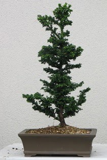 Çam ağacı bonsai bitkisi satışı  Kırklareli hediye sevgilime hediye çiçek 