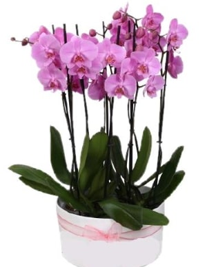 Beyaz seramik içerisinde 7 dallı mor orkide  Kırklareli hediye sevgilime hediye çiçek 