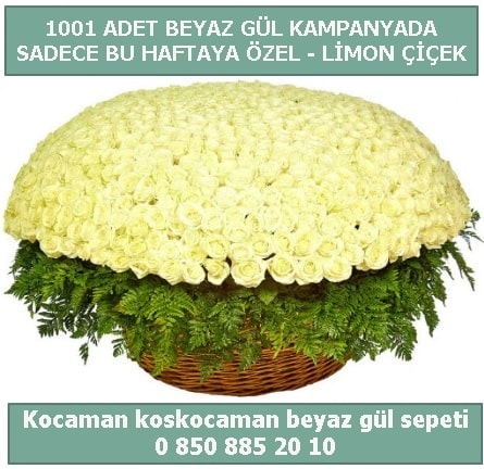 1001 adet beyaz gül sepeti özel kampanyada  Kırklareli uluslararası çiçek gönderme 