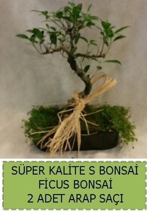Ficus S Bonsai ve arap saçı  Kırklareli hediye sevgilime hediye çiçek 