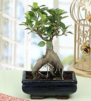 Appealing Ficus Ginseng Bonsai  Kırklareli ucuz çiçek gönder 