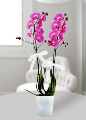 Çift dallı mor orkide  Kırklareli çiçek yolla , çiçek gönder , çiçekçi  