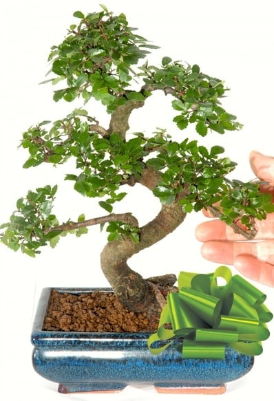 Yaklaşık 25 cm boyutlarında S bonsai  Kırklareli yurtiçi ve yurtdışı çiçek siparişi 
