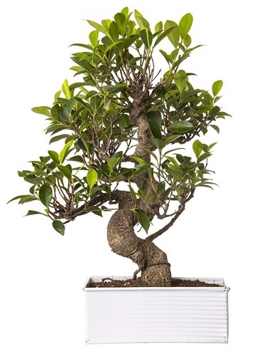 Exotic Green S Gövde 6 Year Ficus Bonsai  Kırklareli uluslararası çiçek gönderme 
