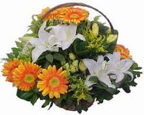  Kırklareli online çiçek gönderme sipariş  sepet modeli Gerbera kazablanka sepet